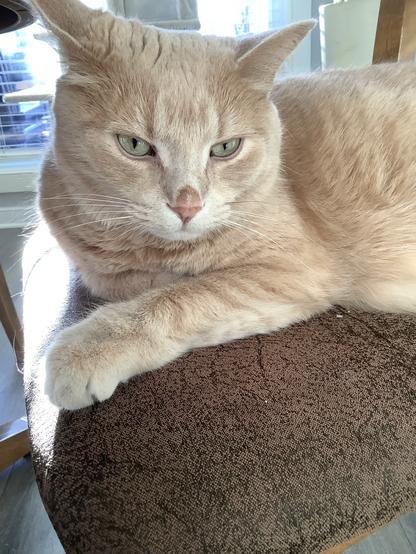 Beige tabby cat lying on a chair with his head-up looking towards the camera, with one paw curled under himself and the other stretched out.