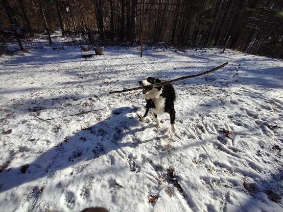 three legged border collie in the snow with a six-foot stick in his mouth. he’s leaping into the air, possibly mid-run.