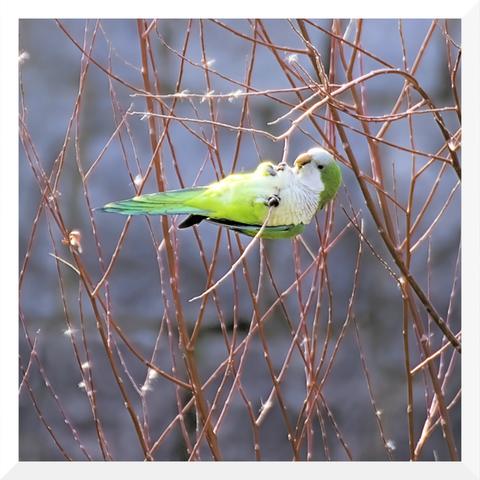 A bright green-plumed monk parakeet swings on a branch by the Manzanares River in Madrid (Spain). This bird is classified as an invasive species and poses a threat to the environmental balance of the area.
---
Una cotorra argentina, de plumaje verde brillante, se balancea en una rama en el río Manzares, en Madrid. Esta ave está catalogada como especie invasora y supone un peligro para el equilibrio medioambiental de la zona.