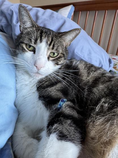 White and gray tabby kitty lying on top of blue glasses