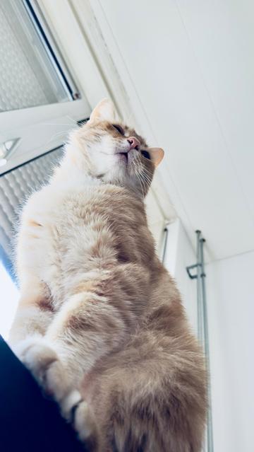 Photo from beneath Washy the cat