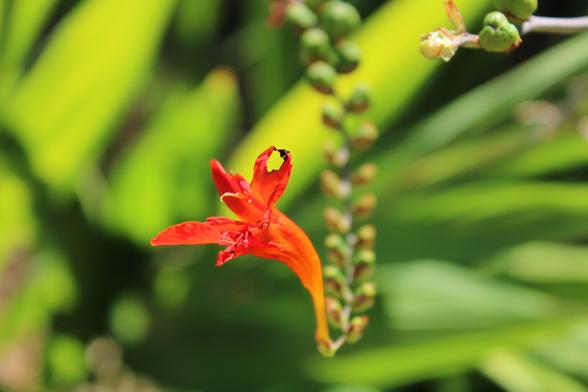 Red orange flower photo made in France
