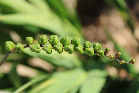 Green folded plant (unknown to me) photo made in France