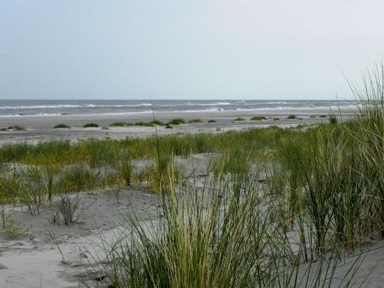 Blick durch und über die letzten Ausläufer von Gräsern am Strand, die sich zum Meer hin verlieren, in der Ferne sieht man die Brandung. Der Tag ist hell, aber nicht sonnig, der Himmel klar.