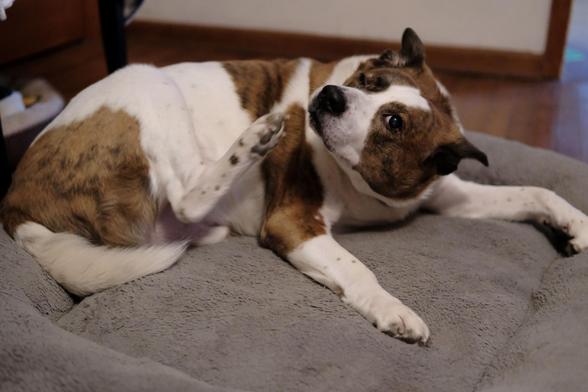 A white and brown dog lying in his bed, scratching his chin with his right rear paw, his face turned up