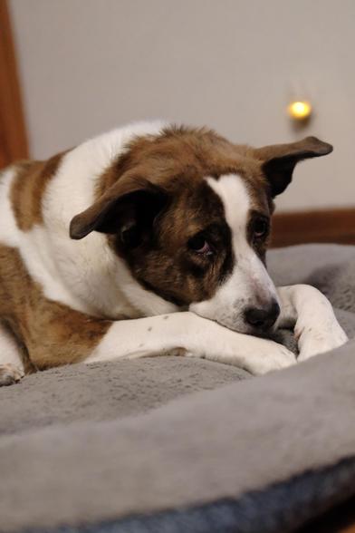 A white and brown dog lying in his bed resting his face on his front paws, looking somewhat at the camera