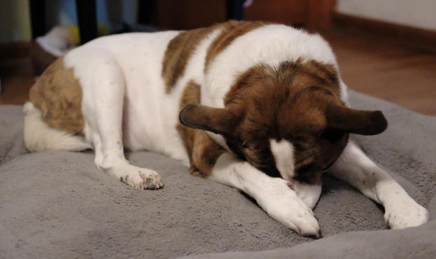A white and brown dog wiping his face with his right front paw, face half hidden