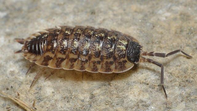 A photo of a woodlouse on a stone surface.