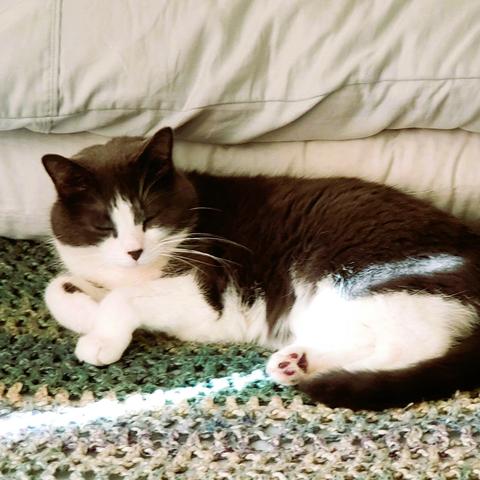 Grey and white tuxedo cat sleeping on a bed with a stripe of sunlight crossing his hind leg. The toe beans of one back foot are visible.