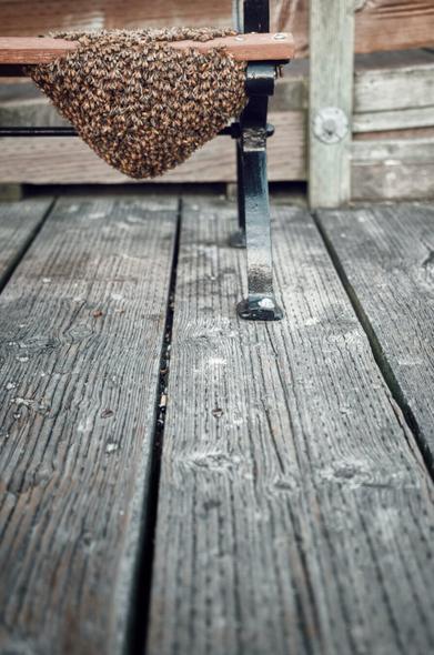 Bees huddled together in a swarm under a bench