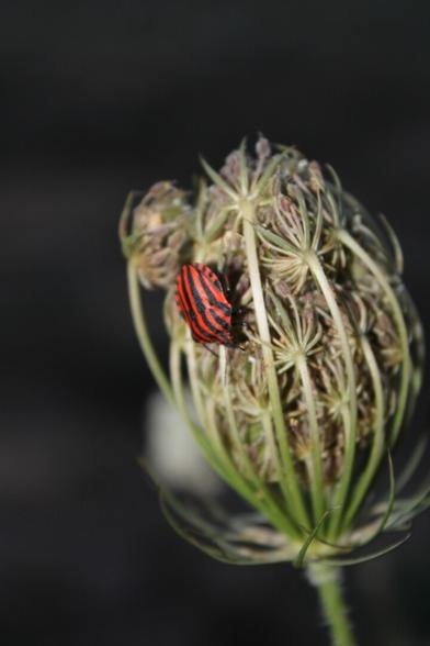 Bug on a plant