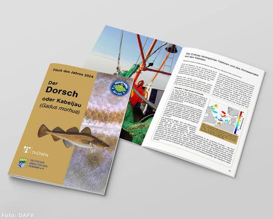 Das Bild zeigt eine aufgeschlagene Broschüre mit dem Titel „Fisch des Jahres 2024: Der Dorsch oder Kabeljau (Gadus morhua)“. Auf dem linken Umschlag ist ein Dorsch abgebildet, begleitet vom Logo des Thünen-Instituts und des Deutschen Angelfischer-Verbandes (DAFV). Rechts daneben ist eine geöffnete Doppelseite zu sehen, die Informationen zum Kabeljau enthält, darunter ein Bild eines Fischereinetzes mit einem Fischerboot im Hintergrund sowie eine Karte und Texte über ökologische Faktoren und den Klimawandel.
Im unteren linken Bereich des Bildes steht „Foto: DAFV“.