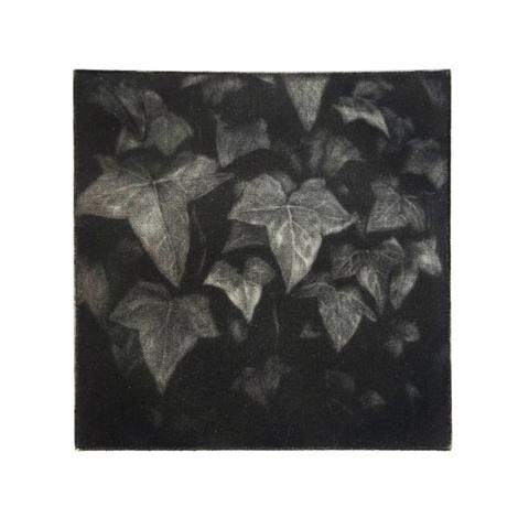 Square mezzotint print showing ivy leaves, in a photo-realistic manner.