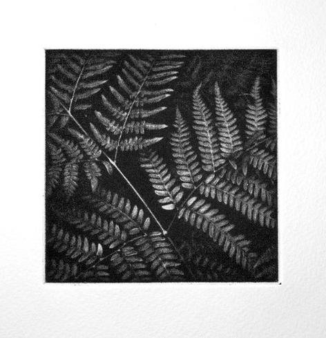 Square mezzotint print showing up-close fern leaves, in a photo-realistic manner.