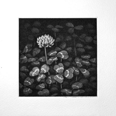 Square mezzotint print showing clover leaver and a flower, in a photo-realistic manner.