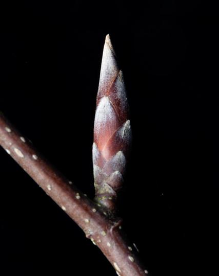 Detail of a bud on a tree in the middle of January. Brown thin branch with a single bud pointing straight up. The future leaves can be seen tightly wrapped around themselves. Dreaming of spring.