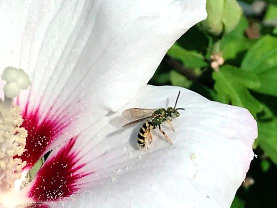 Closeup of a small bee with shiny green head and thorax and a black-and-yellow-striped abdomen. It is perched on the petal of a hibiscus, facing to the right, big (for its size) eyes and wing detail in view. The flower is white with red at the center, at the base of the petals near the style. White grains of pollen are scattered about, including several on the bee.