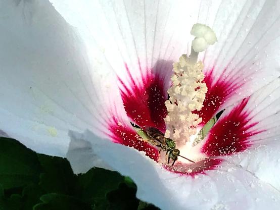 Closeup of a small bee with shiny green head and thorax and a black-and-yellow-striped abdomen. The bee is in the center of a hibiscus flower, next to the style, and both bee and flower bear a smattering of white grains of pollen. The flower's petals and style are white, the petals becoming red near the style.