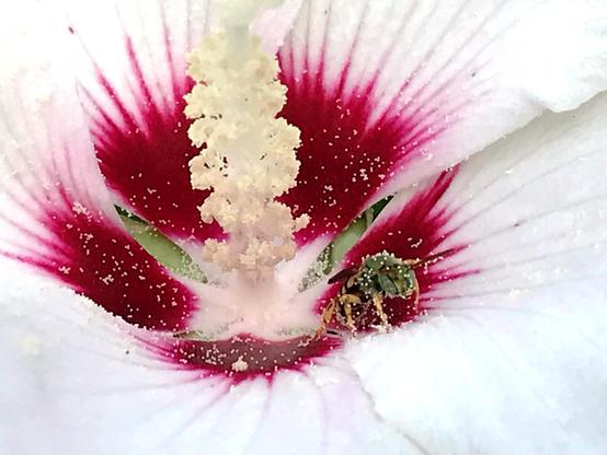 Closeup of a small bee with shiny green head and thorax and a black-and-yellow-striped abdomen. The bee is covered in pollen and emerging from the center of a hibiscus flower that is much bigger than it is. The flower petals are white, becoming red towards the center where the white style towers over the bee.