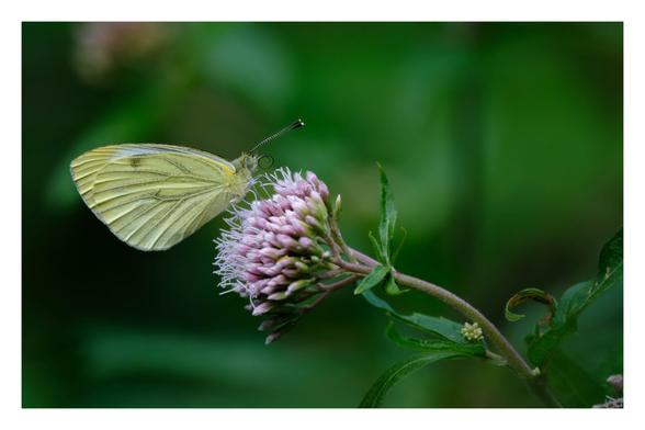 Foto im Querformat. Ein Grünader-Weißling, ein Schmetterling mit grünlichgrau beschuppte Adern auf gelblichweißen Flügeln sitzt auf einer Blume mit grün-violett-weißer Blüte. Die Blume ragt von rechts ins Bild. Der Grünader-Weißling hat zwei schwarz-weiß gestreifte Fühler und grünliche Augen mit schwarzen Punkten. Sein schwarzer Rüssel ist momentan aufgerollt. Blume und Schmetterling sind scharf abgebildet, der Hintergrund ist unscharf und dunkelgrün bis schwarz.