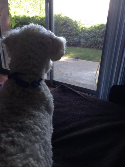 Alfie watches a dove sitting on our patio. July 2016.