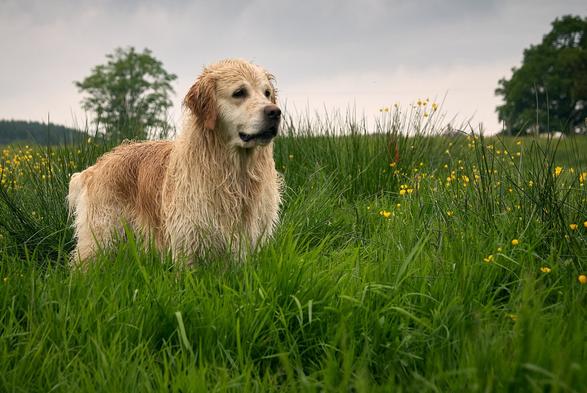 Photo of a wet dog standing in a green meadow who’s staring at something to the right outside the frame. There are some yellow flowers within the meadow and two trees in the back.