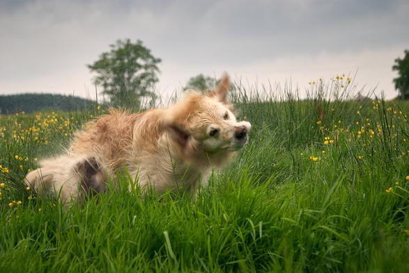 Photo of a wet dog shaking the water out of its fur in a green meadow. There are some yellow flowers within the meadow and two trees in the back.