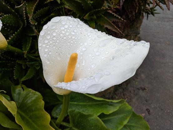 Close-up of a white calla lily with a yellow spadix. Several big raindrops are sitting on the spathe. The calla lily is surrounded by green plants.