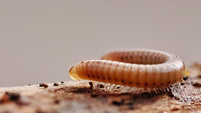 ein brauner Tausendfüsser auf einem Stück Holz - Nahaufnahme
