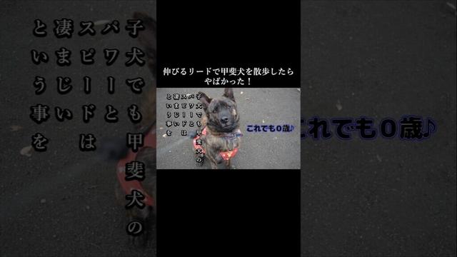 甲斐犬を伸びるリードで散歩したら危険すぎた！#甲斐犬 #youtubeshorts #犬のいる生活