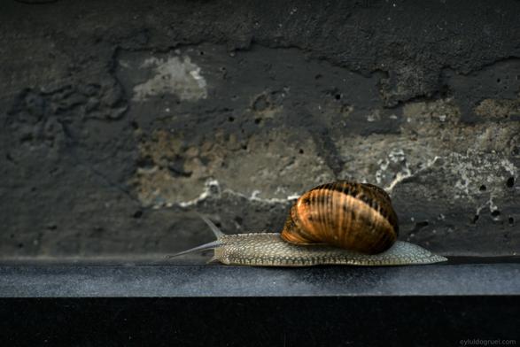 A snail moving on a concrete surface photographed from the side. "the Commuter" 2024, eyluldogruel.com
