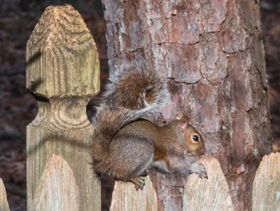 A squirrel on a fence and a palette of browns.