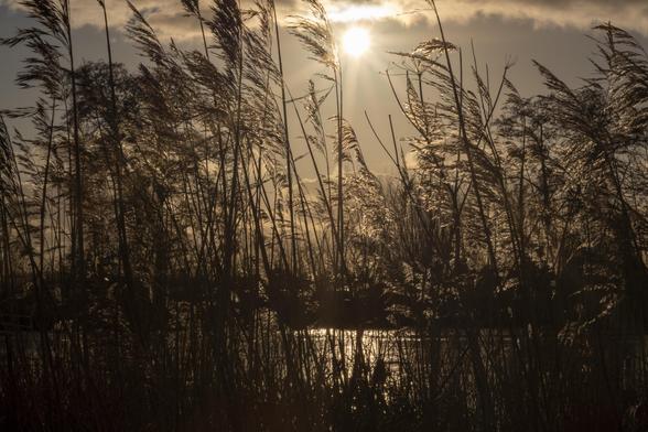 Photograph of tall grass in water with setting sun behind. Very brownish yellow golden.