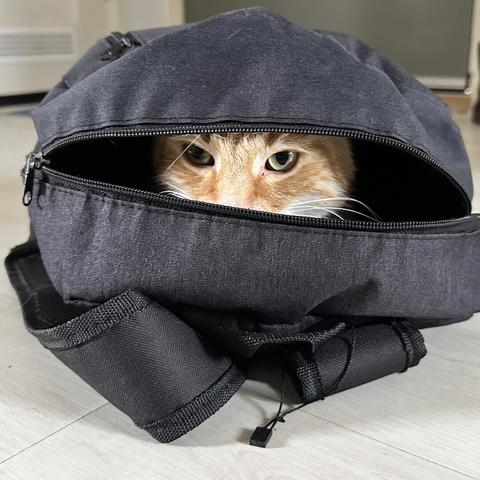 Washy hiding in a backpack with sneaky eyes peeking out