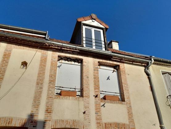 The top of a house with two windows with their blinds closed. At the top of the widows some swallow nests are attached to the brick wall and a few swallows are flying around, mostly visible because of their shadows in the bright light.
