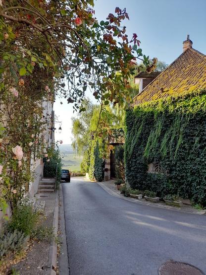 A narrow street in the shadows, that is slowly sloping down. In the distance a car is parked to the left and further away fields are visible. In the front to the left a rose bush is growing against the house and the branches are framing the top of the picture. To the right is a building covered in ivy and a late-afternoon sun is shining on the mossy roof.