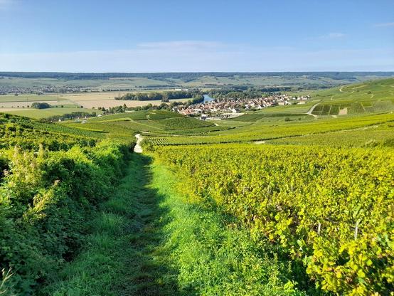 A grass trail leading down through a vineyard. The vineyard is large and extents downwards and to the right. In the distance is a village along a river, with fields and trees on the other side.