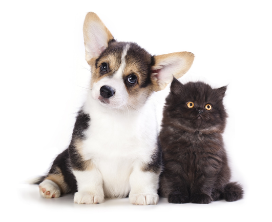 Photo of a puppy and a kitten sitting next to each other, looking cute.