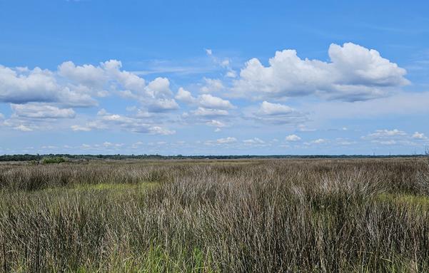 View from the roadside of Florida's A1A where a vast wetland landscape reaches as far as the eye can see.
