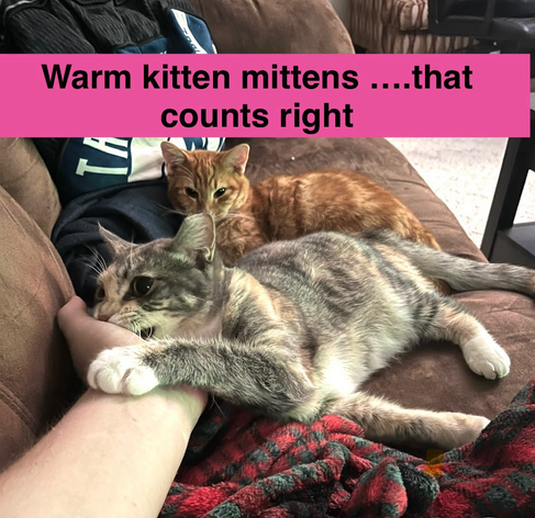 A grey cat with white mittens on his paws biting at a hand with an orange cat behind him. Text over a pink background says ‘Warm kittten mittens dot dot dot that counts right?’