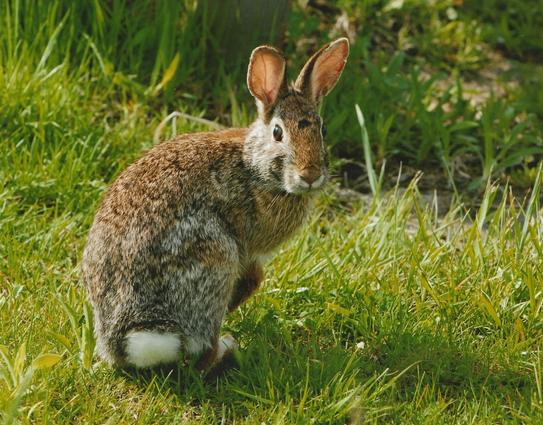 Photograph of a cottontail rabbit