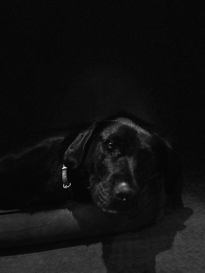 Tired labrador