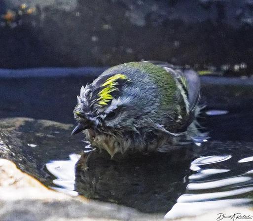 Small grayish bird with white eyebrow and disheveled yellow crown stripe, bathing in shallow water