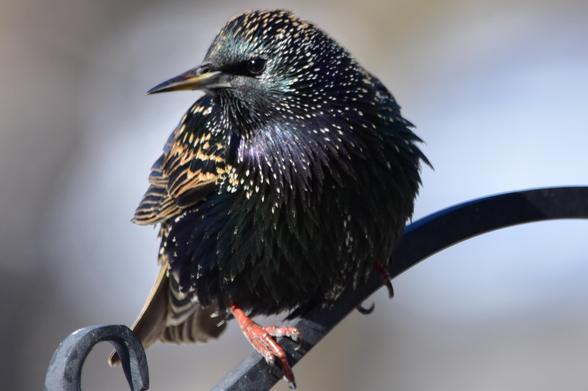 Black and iridescence purple with green bird with mostly buff or almost orange be spots. Sharp pointy beak.