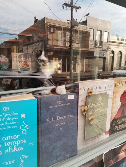 A tuxedo cat leaning over books behind a glass window in a bookstore. The glass shows the reflection of a building across the street.