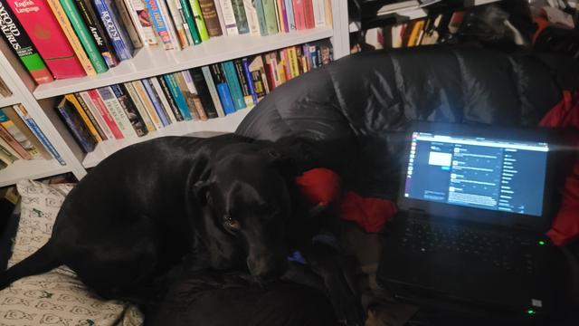 Super stealth black dog sitting on a cot with a sleeping bag and laptop