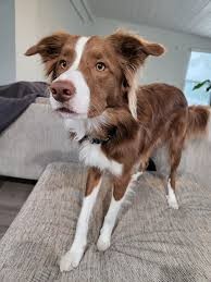 A young brown and white border collie do looking into the camera standing on a padded bench.