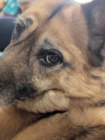 A dog looking back towards the camera