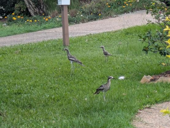 A photo of three bush stone-curlew birds. Two adult and one adolescent, about 2/3 the size of the adults. They are standing on a green lawn. They are a dull brown/grey/black colour with long legs and necks, with black beaks.