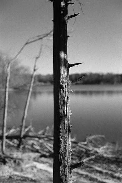 A weathered tree trunk half lit by sunlight